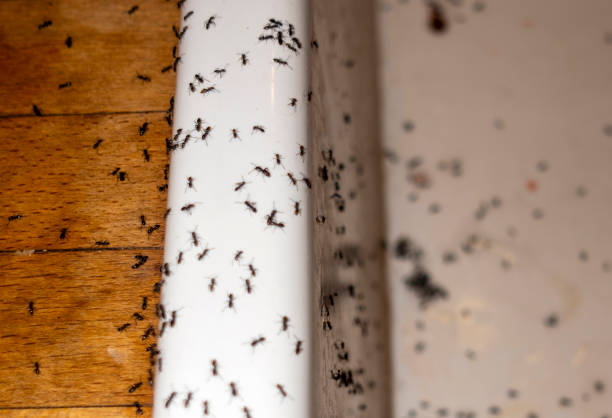 Best Pest Control for Homes  in Sterling, CO